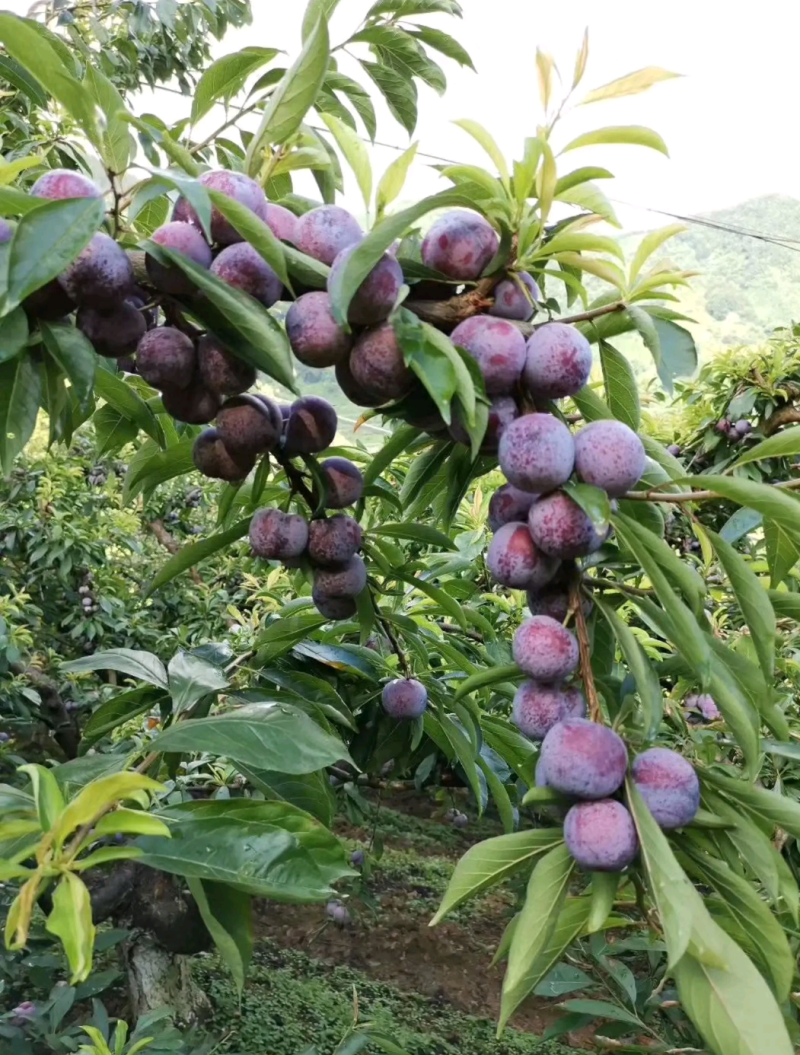 脆红李四川李子苗嫁接苗批发产量高