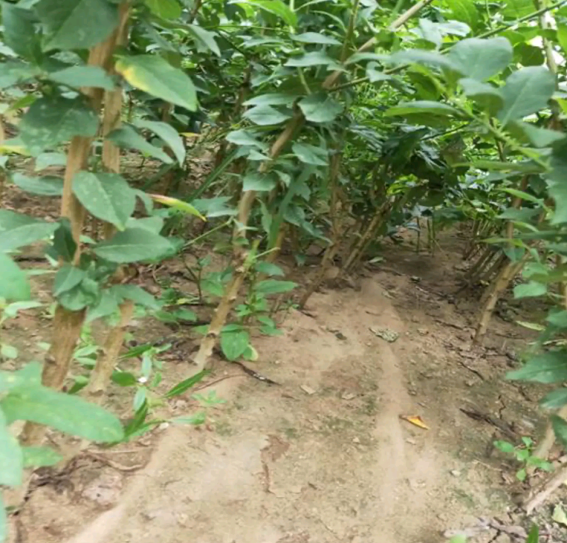 脆红李四川李子苗嫁接苗批发产量高