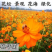 硫华菊种子黄波斯菊种子四季易种耐荫种子护坡花海庭院花卉