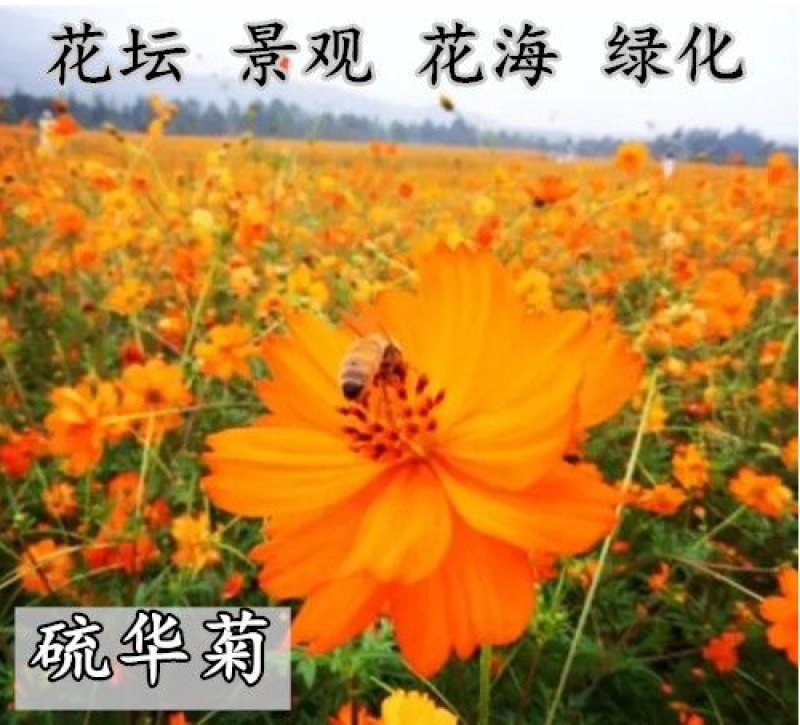 硫华菊种子黄波斯菊种子四季易种耐荫种子护坡花海庭院花卉