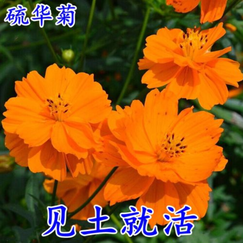 硫华菊种子黄波斯菊种子四季易种耐荫种子护坡花海庭院花卉