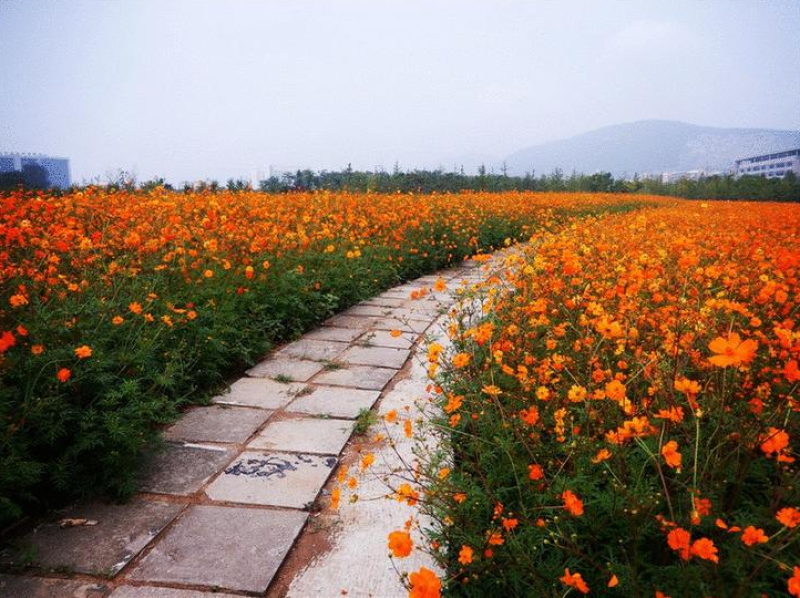 硫华菊种子黄波斯菊种子四季易种耐荫种子护坡花海庭院花卉