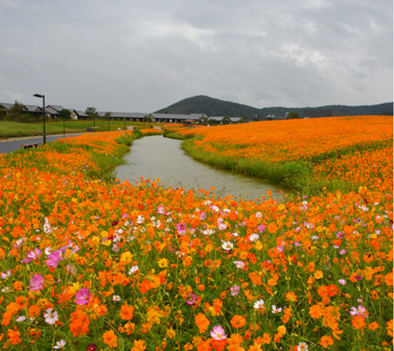 硫华菊种子黄波斯菊种子四季易种耐荫种子护坡花海庭院花卉