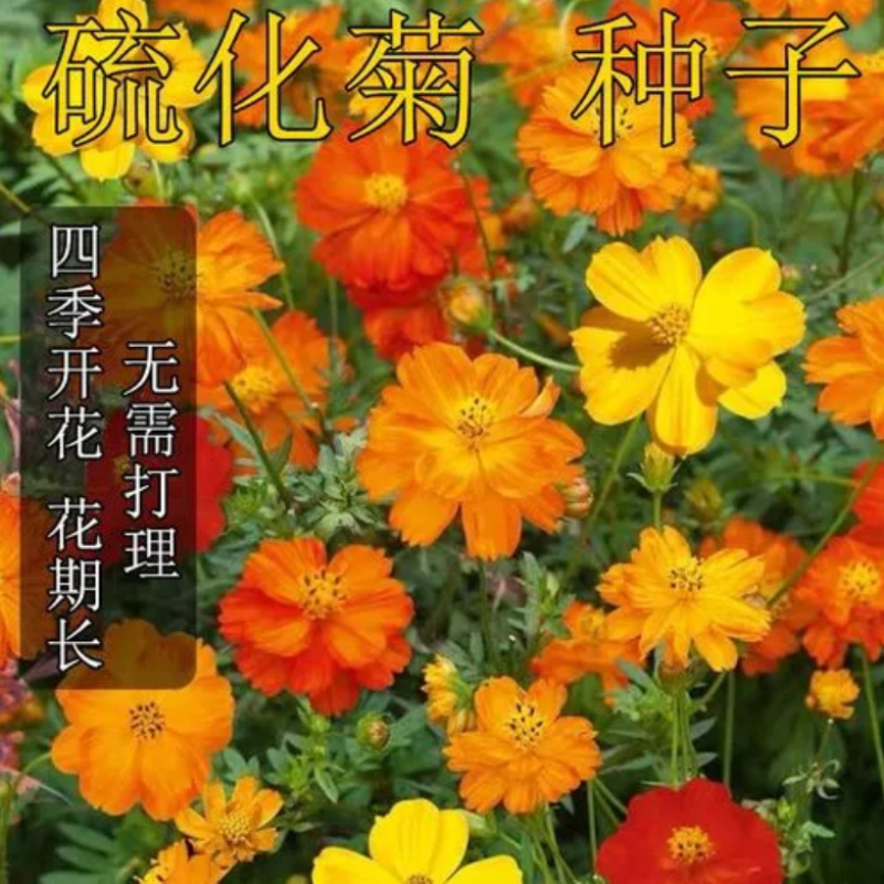 硫华菊种子黄波斯菊种子四季易种耐荫种子护坡花海庭院花卉