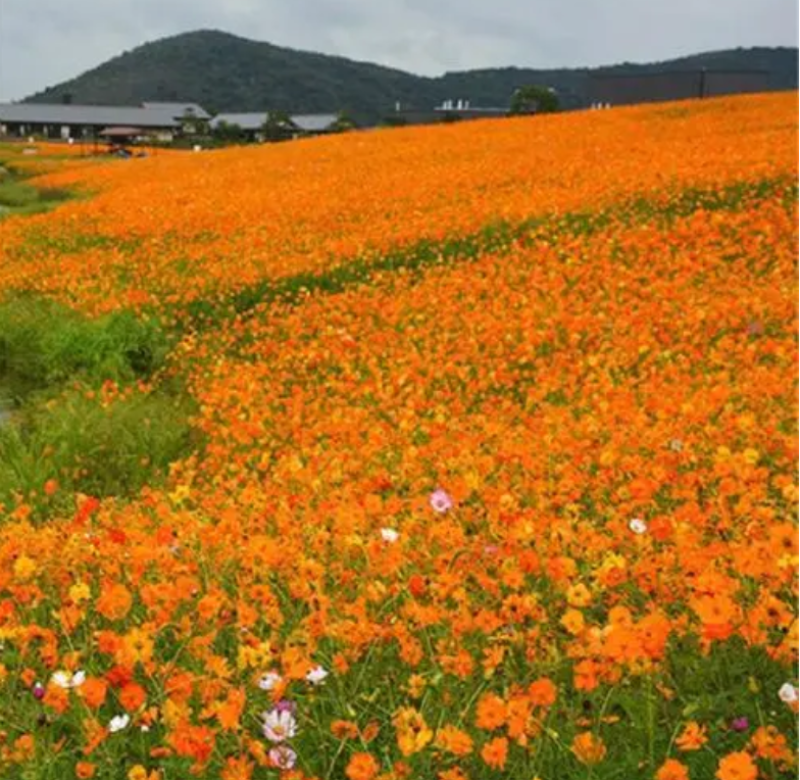 硫华菊种子黄波斯菊种子四季易种耐荫种子护坡花海庭院花卉