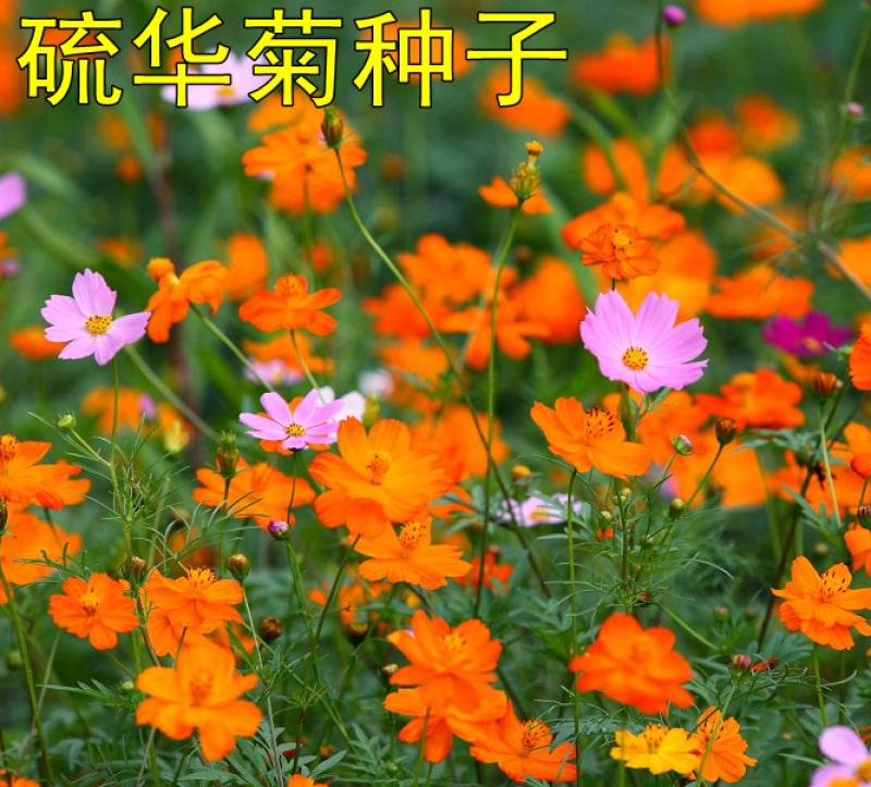 硫华菊种子黄波斯菊种子四季易种耐荫种子护坡花海庭院花卉