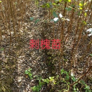 刺槐苗湖北刺槐苗刺槐苗基地直供