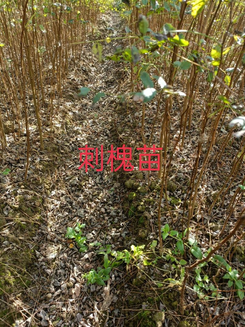刺槐苗湖北刺槐苗刺槐苗基地直供