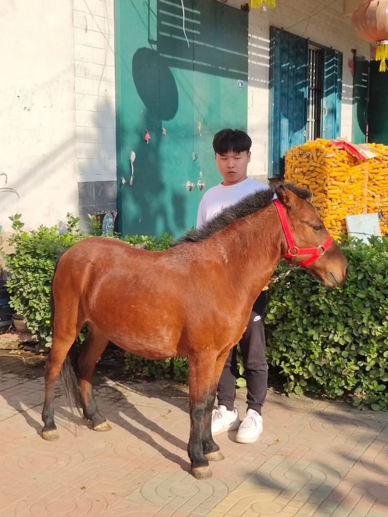 我厂常年出售乘骑矮马，设特兰，纯血马，欢迎大家前来选购