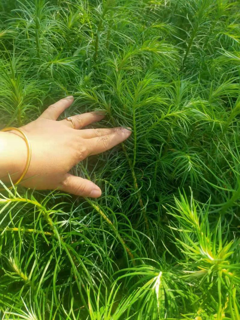 刺杉苗湖北刺杉苗刺杉苗基地直供