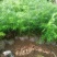 刺杉苗湖北刺杉苗刺杉苗基地直供