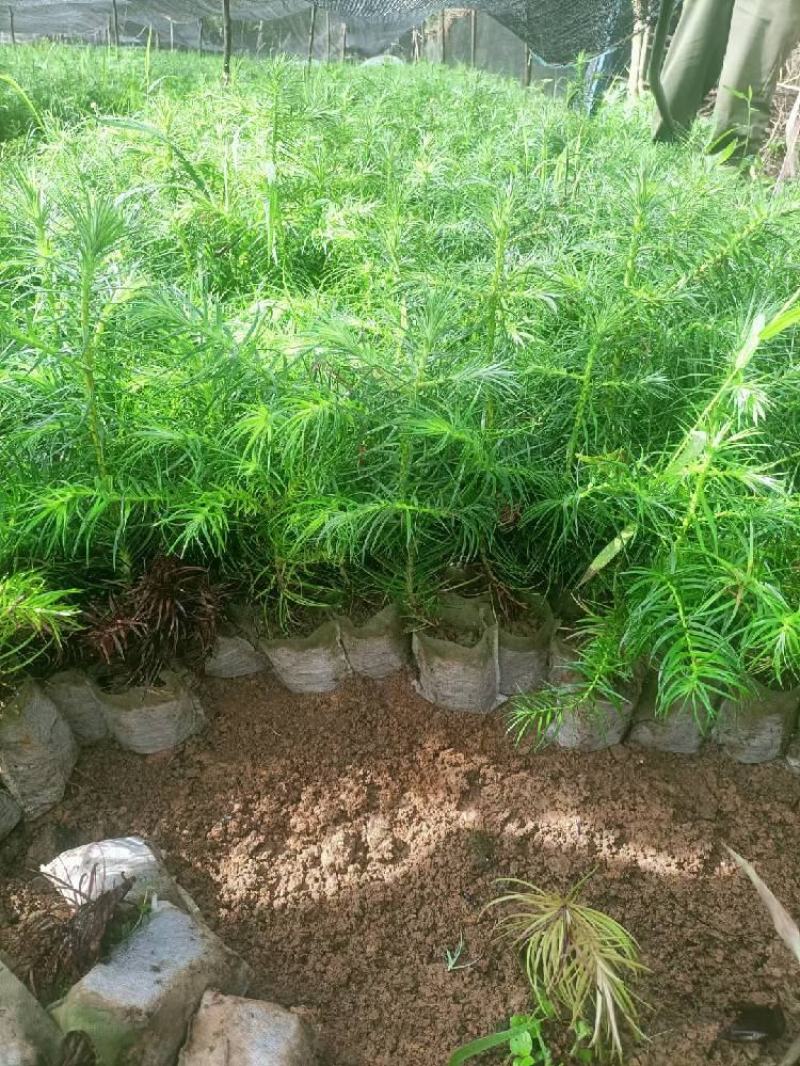 刺杉苗湖北刺杉苗刺杉苗基地直供