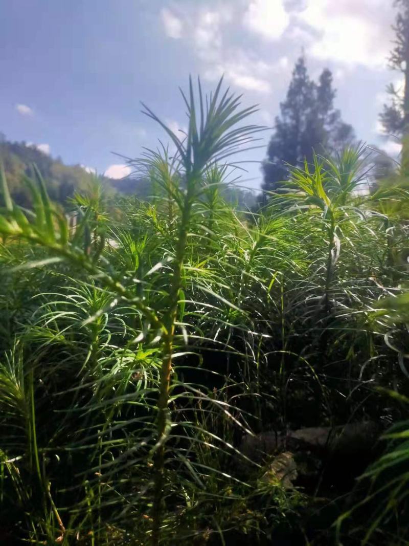 刺杉苗湖北刺杉苗刺杉苗基地直供