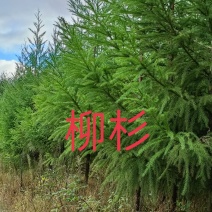 柳杉苗诚信苗木湖北柳杉苗柳杉苗各种规格