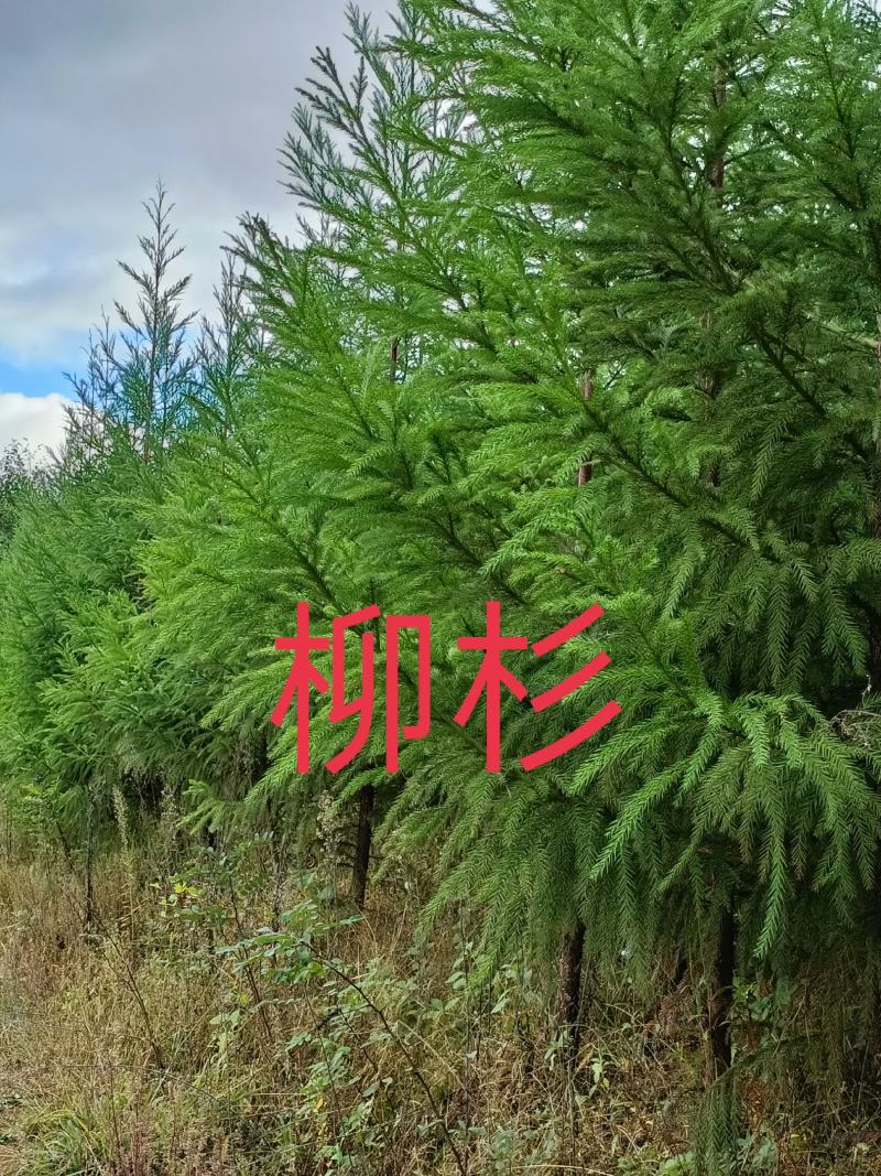 柳杉苗诚信苗木湖北柳杉苗柳杉苗各种规格
