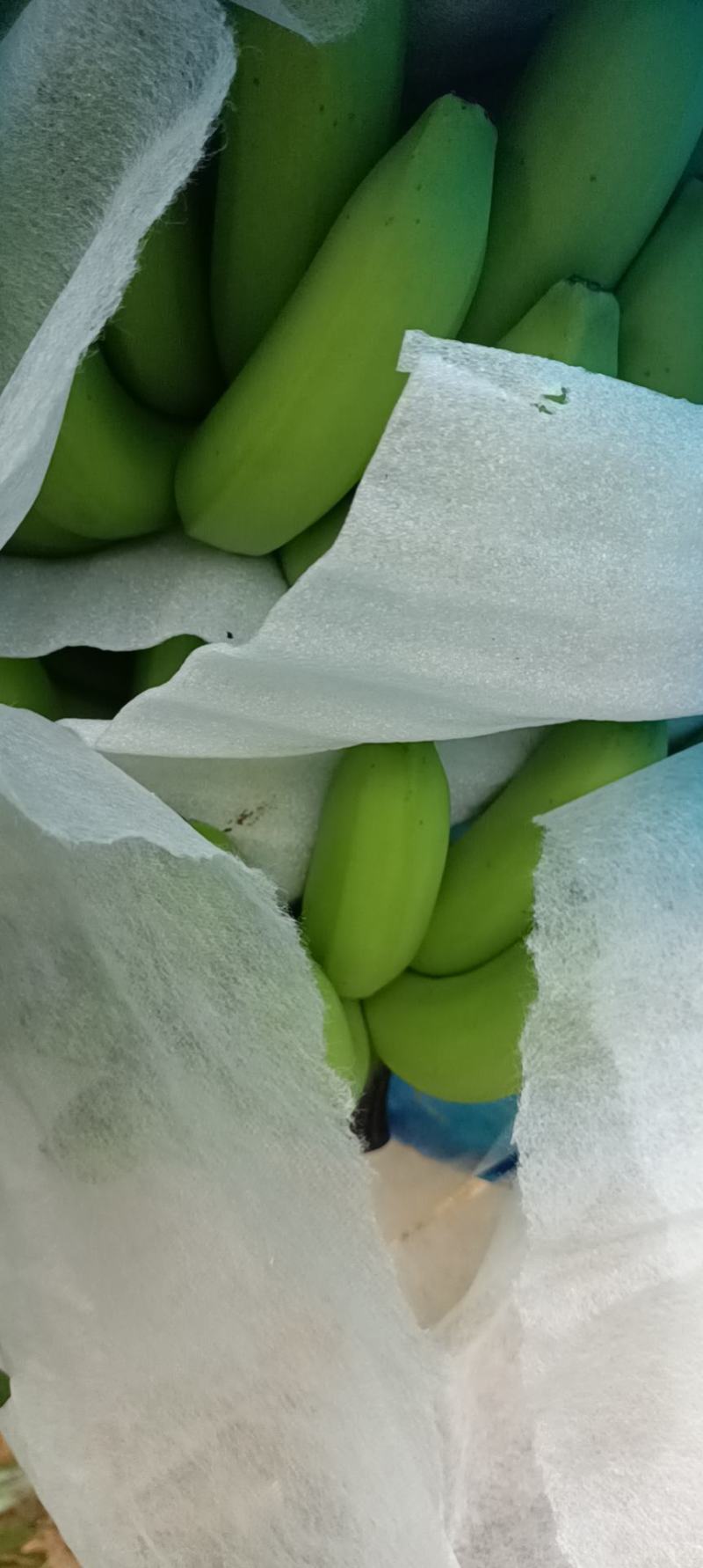 龙州产地香蕉