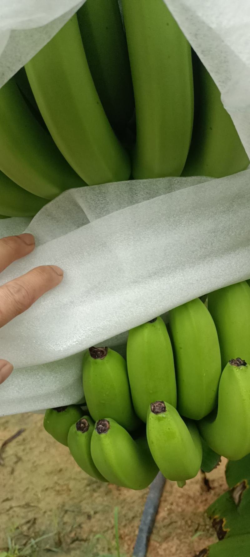 龙州产地香蕉