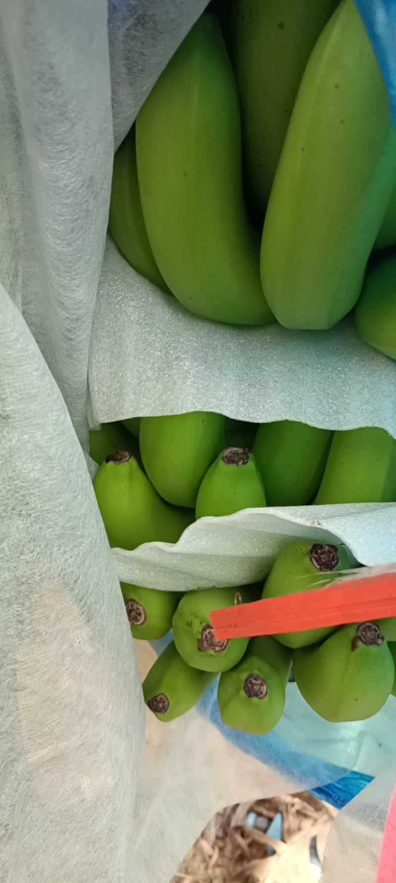 龙州产地香蕉