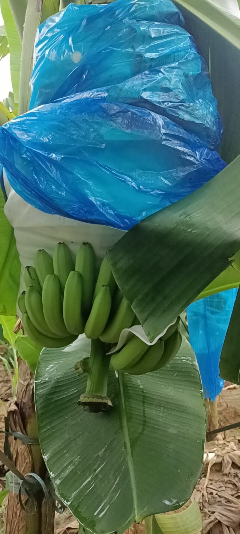 龙州产地香蕉