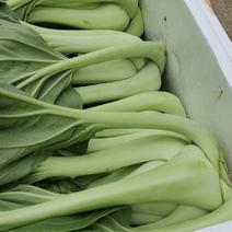 热销湖南衡阳特有蔬菜条根白上市了