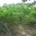 银合欢种子高速路绿化固土