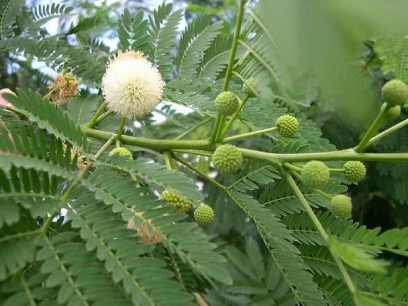 银合欢种子高速路绿化固土