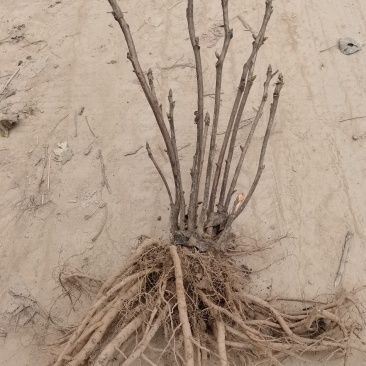 绿色种植,油用牡丹,花卉盆景,长期有货,良心商家放心购买