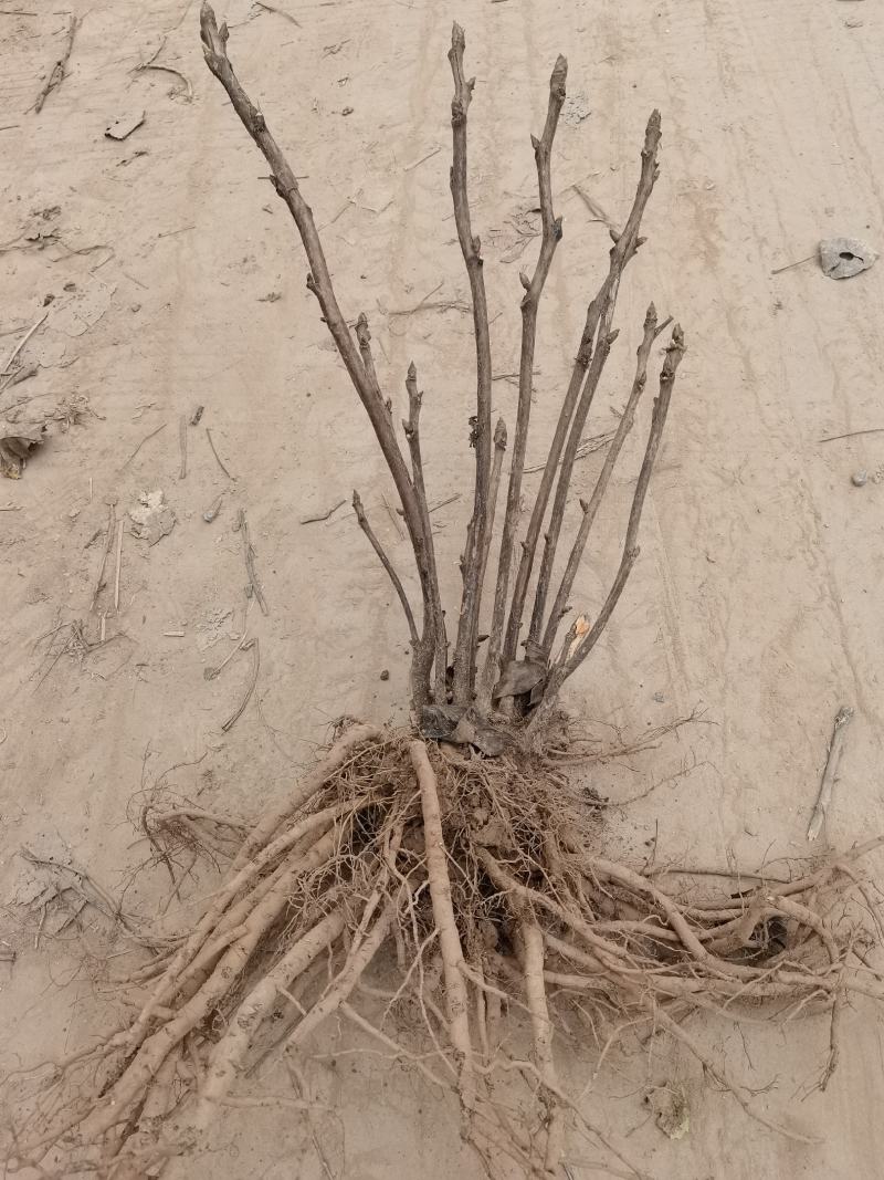 绿色种植，油用牡丹，花卉盆景，长期有货，良心商家放心购买