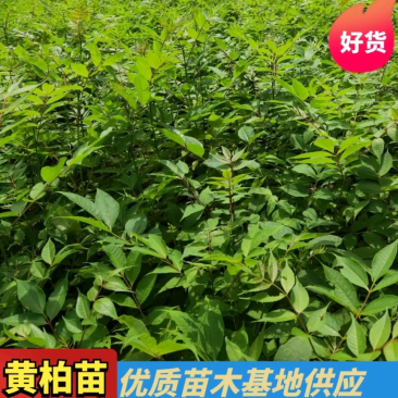 黄柏苗川黄柏种苗易成活包技术指导