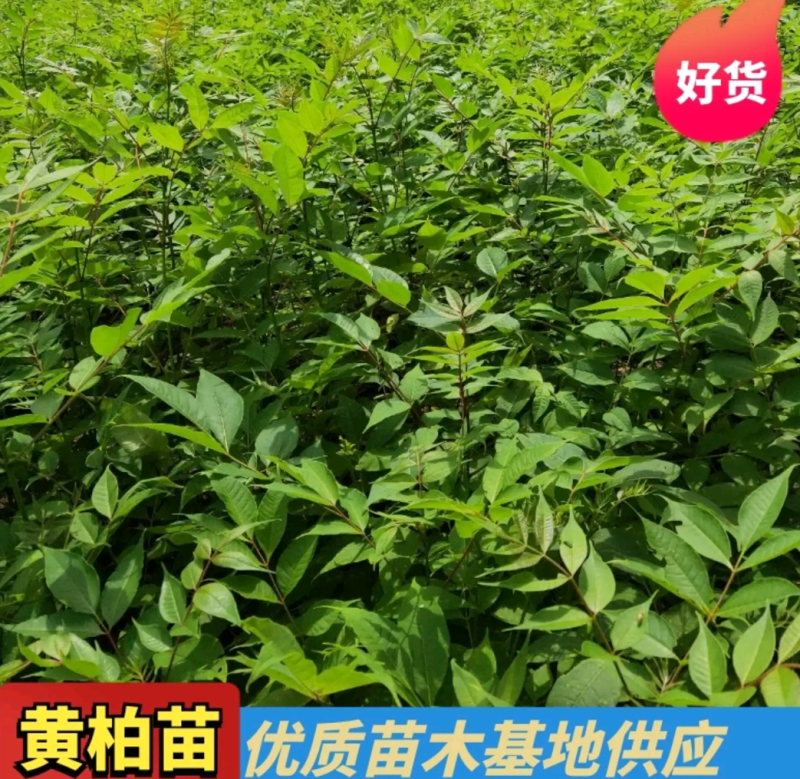 黄柏苗川黄柏种苗易成活包技术指导