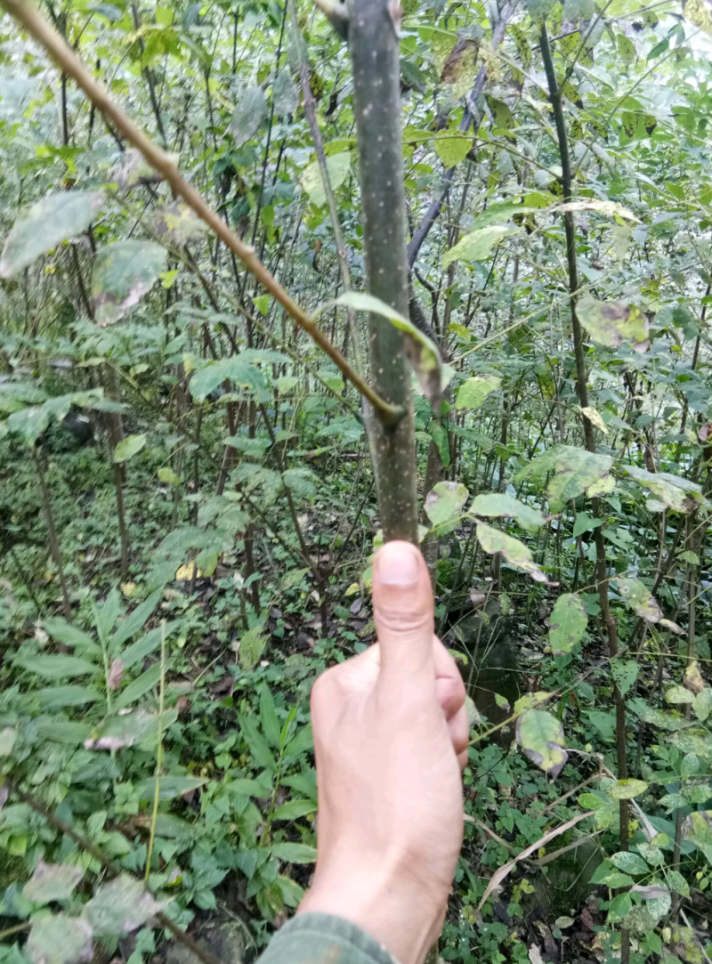 黄柏苗川黄柏种苗易成活包技术指导