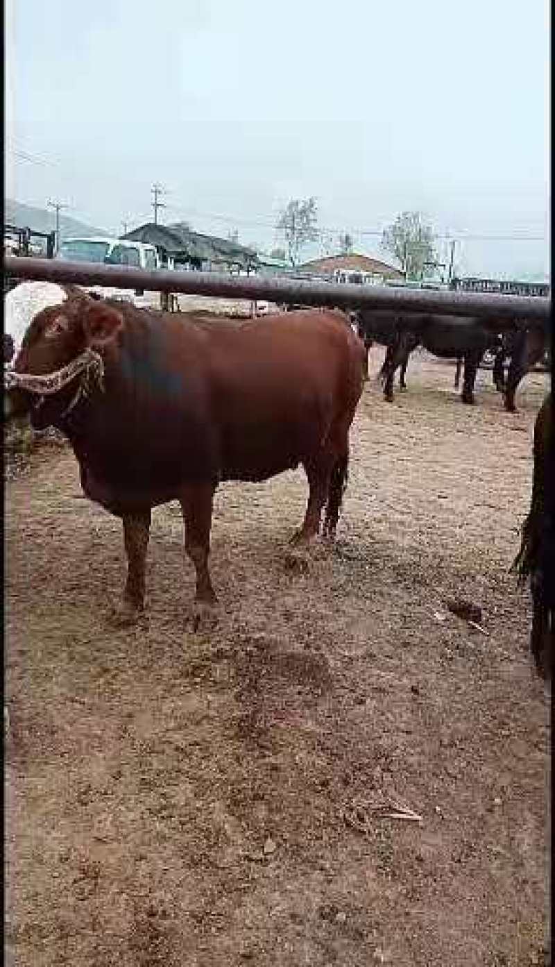 【推荐】黄牛肉牛大量上市保质保量，量大从优，欢迎挑选购