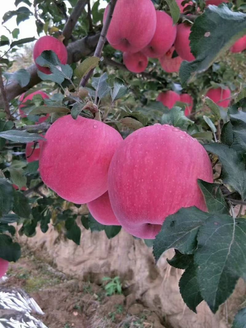 甘肃秦安红富士苹果冷库货，存口感香甜