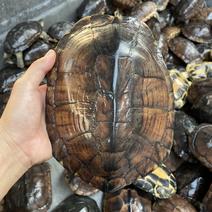 十年以上越南品种老石金钱龟