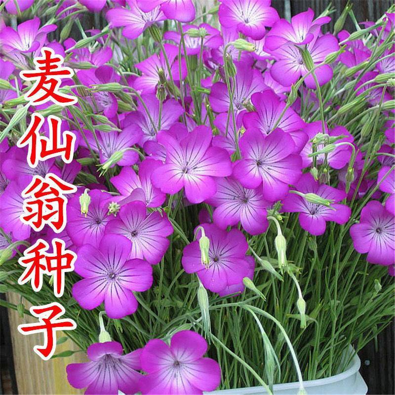 麦仙翁种子
