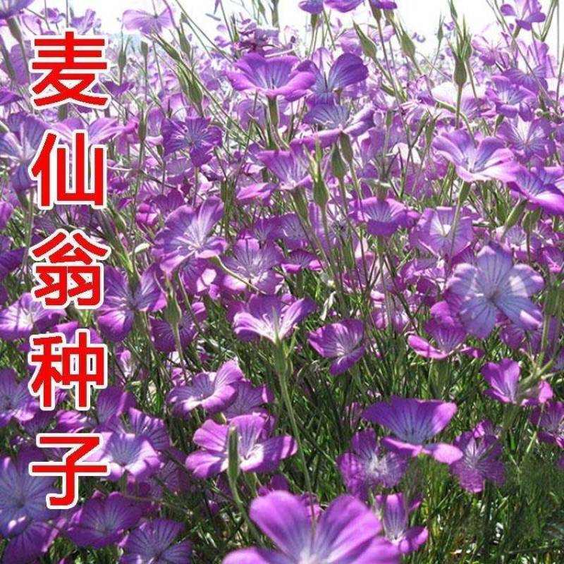 麦仙翁种子