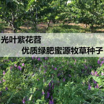 紫花苕子种子窄叶野豌豆种子护坡草籽高速路绿化固土多年生