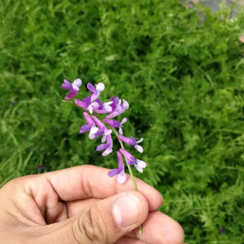 紫花苕子种子窄叶野豌豆种子护坡草籽高速路绿化固土多年生