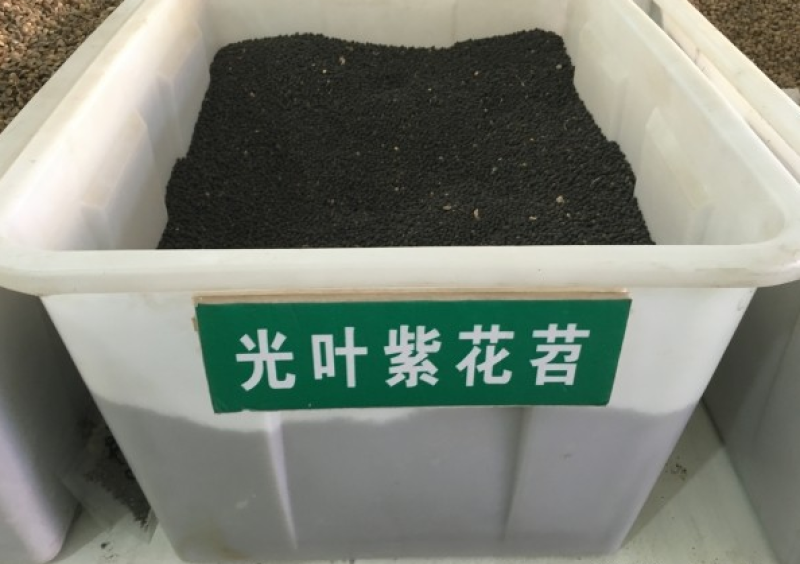 紫花苕子种子窄叶野豌豆种子护坡草籽高速路绿化固土多年生
