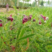 紫花苕子种子窄叶野豌豆种子护坡草籽高速路绿化固土多年生