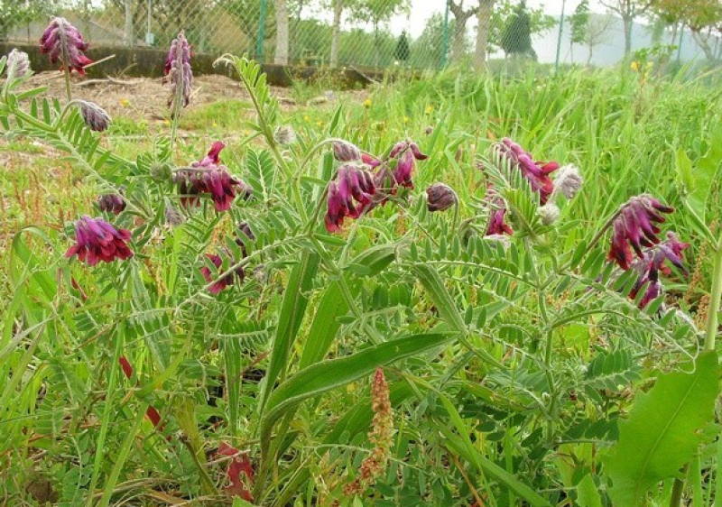 紫花苕子种子窄叶野豌豆种子护坡草籽高速路绿化固土多年生