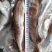 无头鳕鱼去头狭鳕鱼明太鱼400-500规格