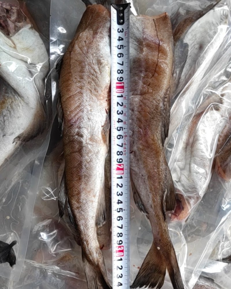 无头鳕鱼去头狭鳕鱼明太鱼400-500规格