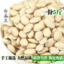 白扁豆云南农家食用药用新豆药食同源煲粥小扁豆五谷杂粮