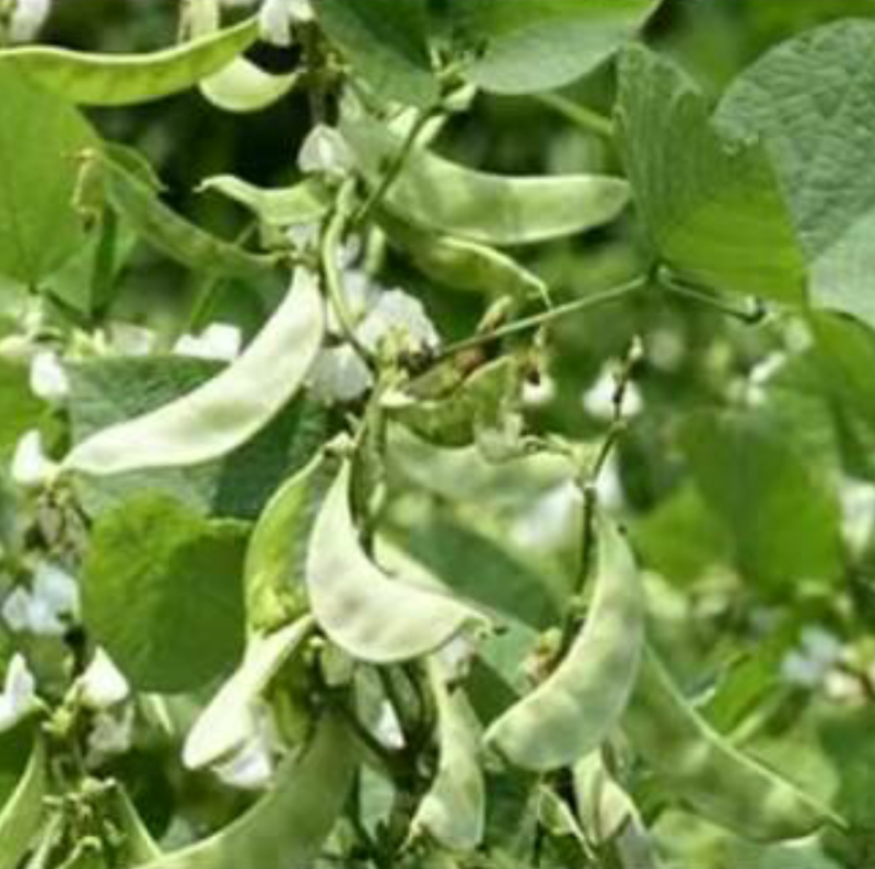 白扁豆云南农家食用药用新豆药食同源煲粥小扁豆五谷杂粮
