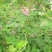 马棘种子野绿豆山皂角野篮枝子种子护坡草籽高速路绿化