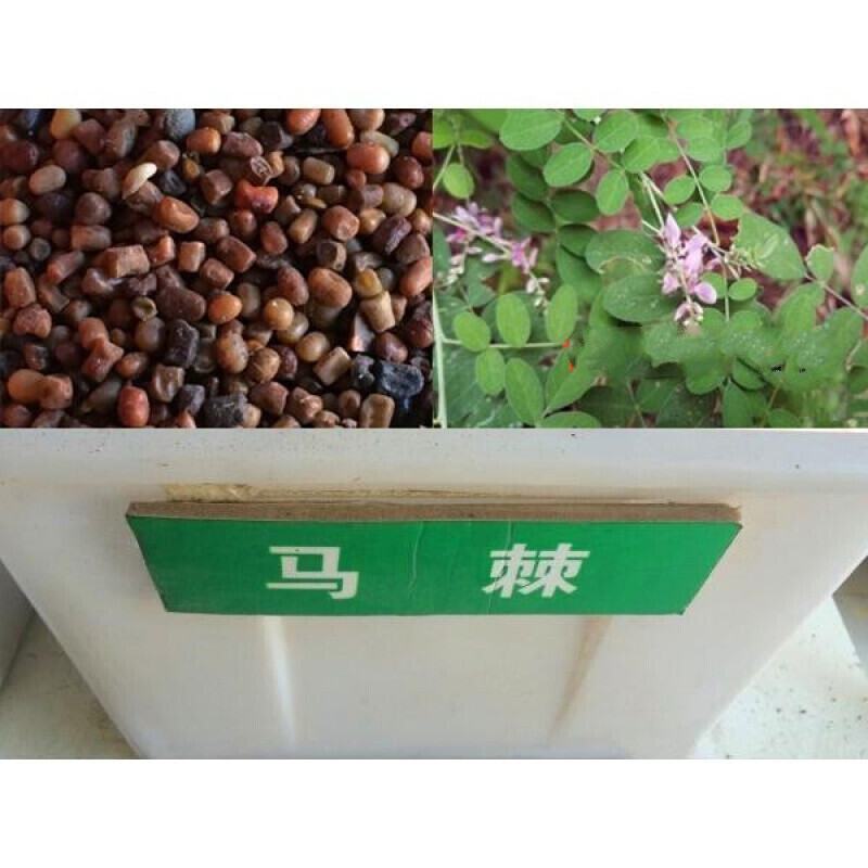 马棘种子野绿豆山皂角野篮枝子种子护坡草籽高速路绿化