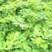 马棘种子野绿豆山皂角野篮枝子种子护坡草籽高速路绿化