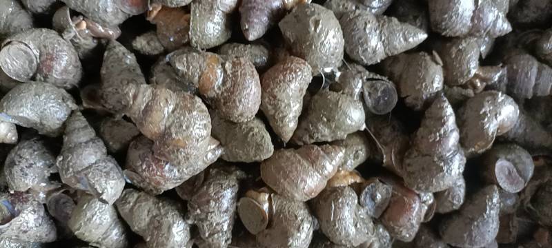 潜江养殖薄壳螺蛳，质量好，炮头多，1.6以上的不封顶