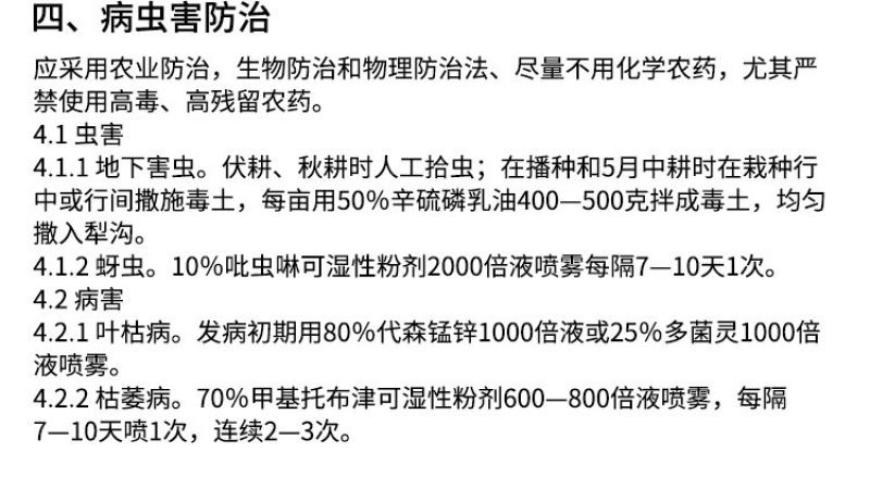 种子种球带根500克兰州新鲜百合花种子种球带根食用甜百合